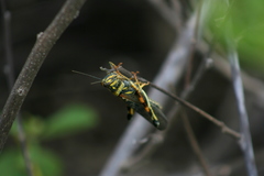 Schistocerca melanocera