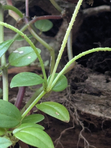 Peperomia leptostachya observed 2026-04-01