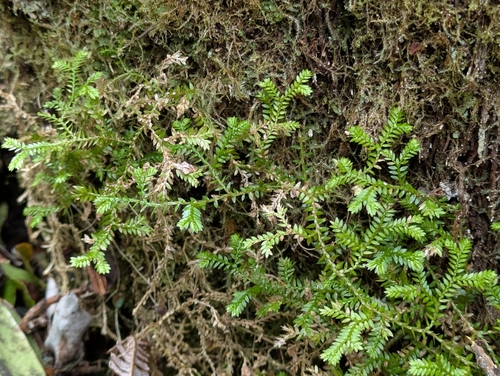 Selaginella kraussiana, 2026-04-01