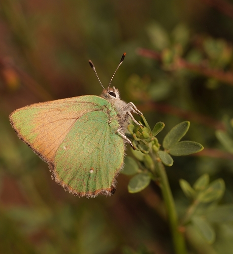 Lotus Hairstreak