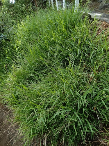 panic veldtgrass (Ehrharta erecta)