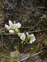 Gentianella dielsiana