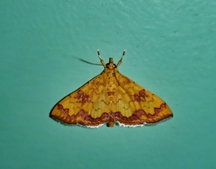 Isocentris filalis
