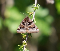 Euclidia ardita