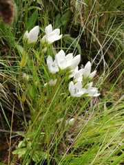 Gentianella dielsiana