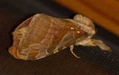 Sthenopis argenteomaculatus