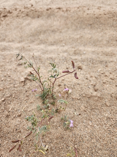 Emory's Milkvetch