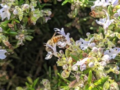 Apis mellifera