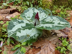 Trillium decumbens