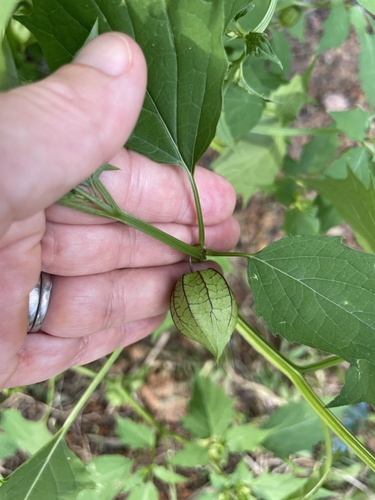 cutleaf groundcherry (Physalis angulata)