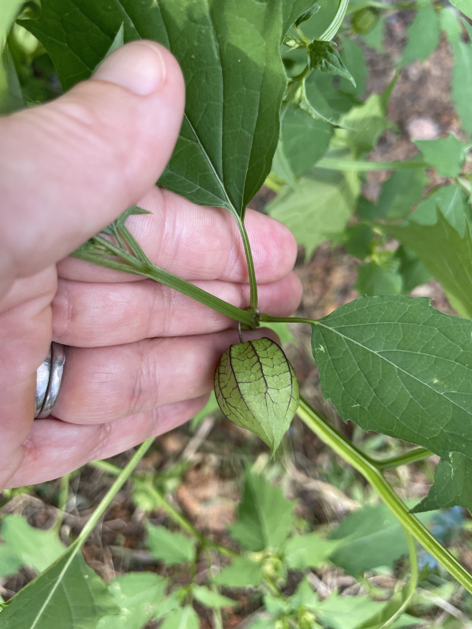 Cutleaf Groundcherry (Physalis angulata)
