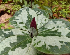 Trillium decumbens