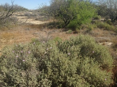 Calochortus striatus