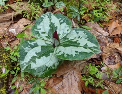 Trillium decumbens