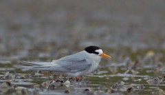 Sternula nereis davisae