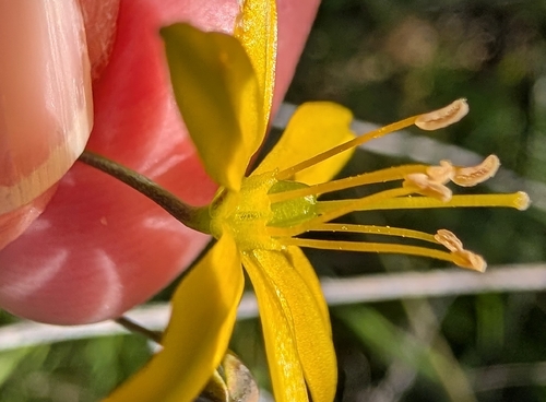 goldenstar (Bloomeria crocea)