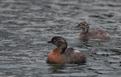 Poliocephalus rufopectus