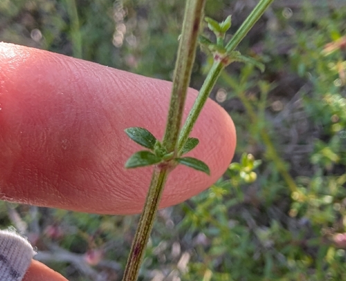 San Diego bedstraw (Galium nuttallii)