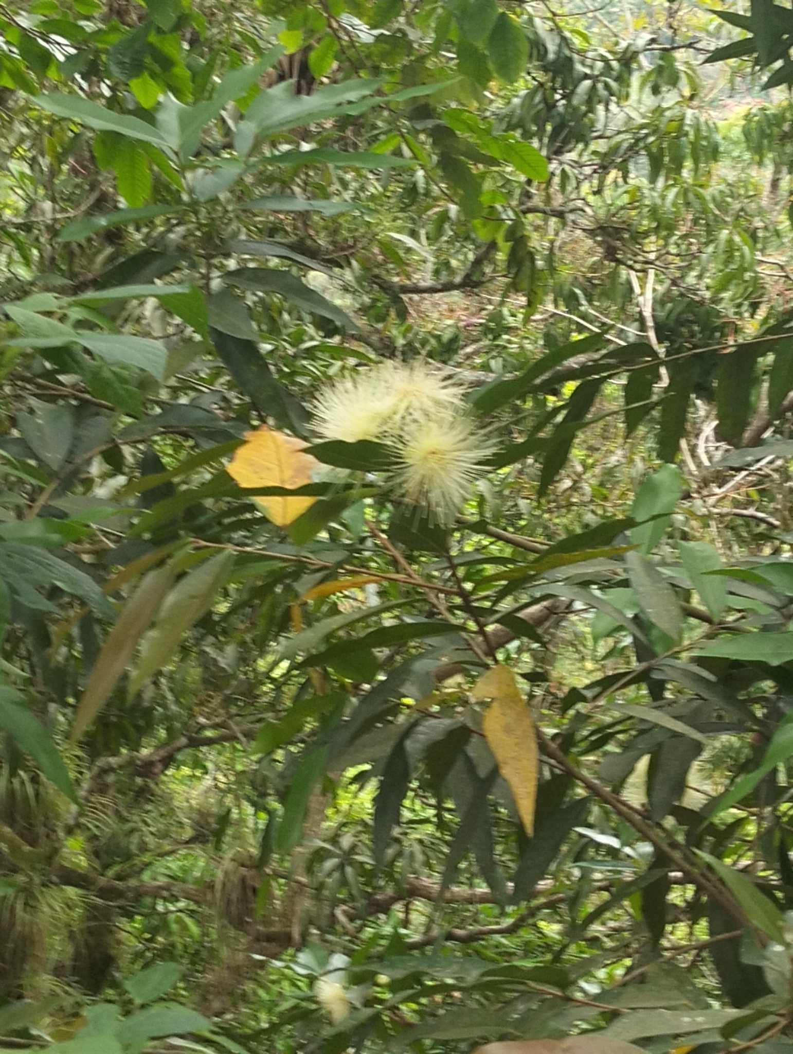 Rose-Apple (Syzygium jambos)