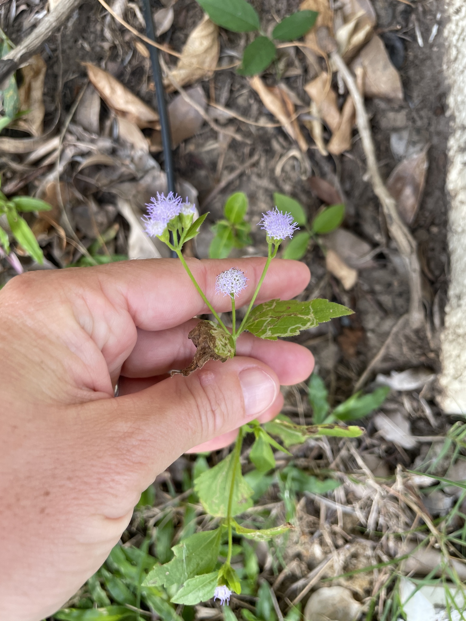 Praxelis Clematidea (Praxelis clematidea)