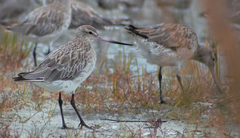 Limosa lapponica baueri