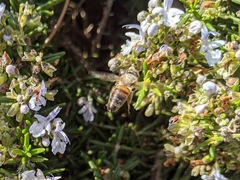 Apis mellifera
