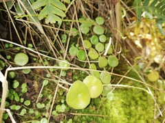 Peperomia peruviana