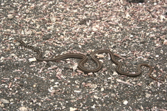 Pseudalsophis occidentalis