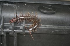 Scolopendra galapagoensis