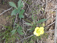 Ranunculus polyrhizos