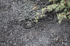 Pseudalsophis occidentalis