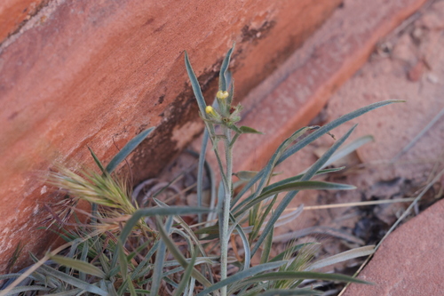 Whitestem Blazingstar (Mentzelia albicaulis)