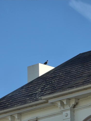 Feral Pigeon
