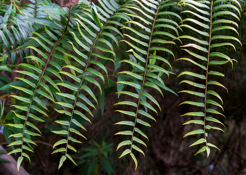 Cyathea feeana