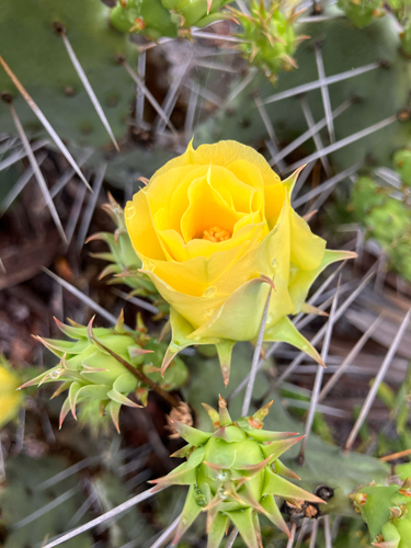 Florida Pricklypear (Opuntia austrina)