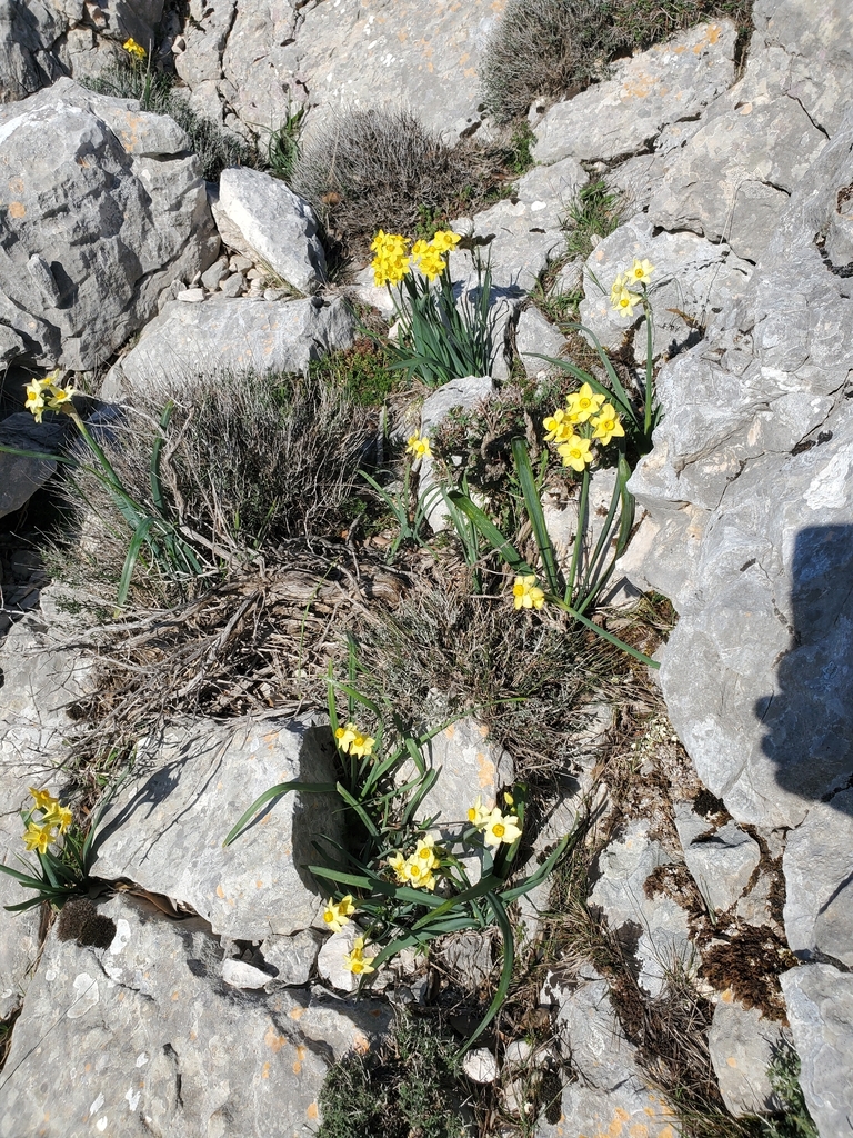 Narcissus tazetta, Urzulei, Province of Ogliastra, Italy