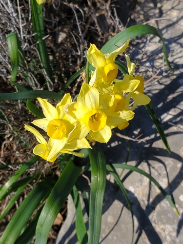 Narcissus tazetta