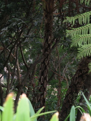 Cyathea cooperi
