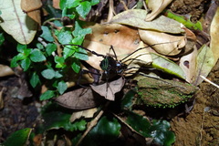 Sadocus polyacanthus