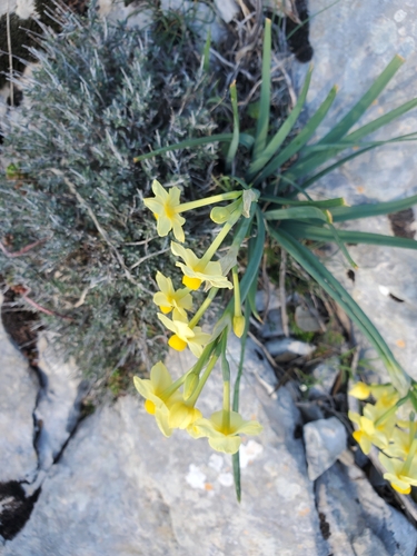 Narcissus tazetta