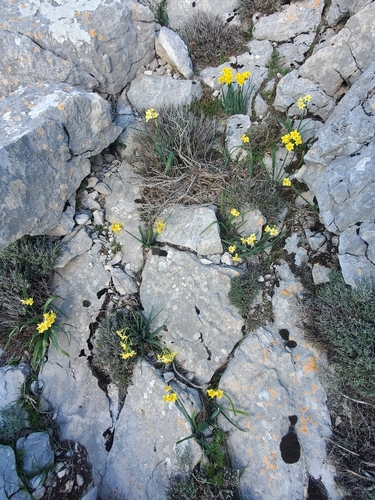 Narcissus tazetta
