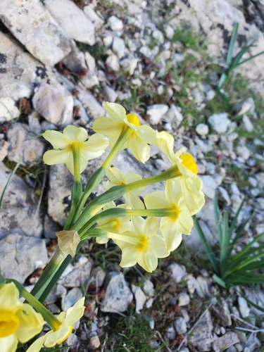 Narcissus tazetta