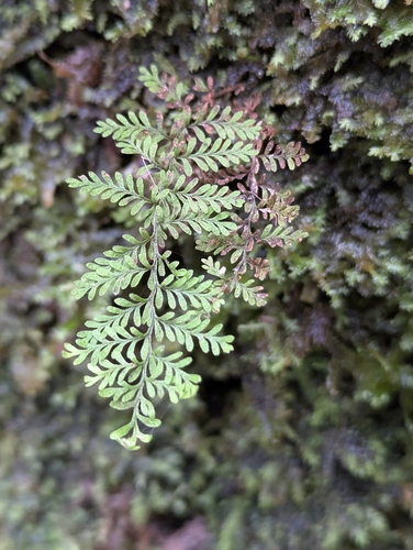 wahine noho mauna (Adenophorus tamariscinus)