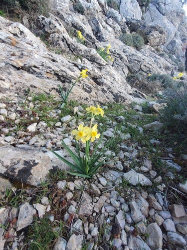 Narcissus tazetta
