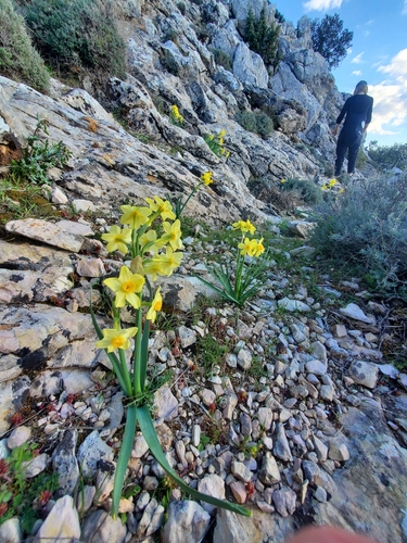 Narcissus tazetta