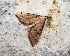 Blepharomastix ranalis