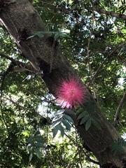 Pseudobombax ellipticum