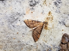 Blepharomastix ranalis