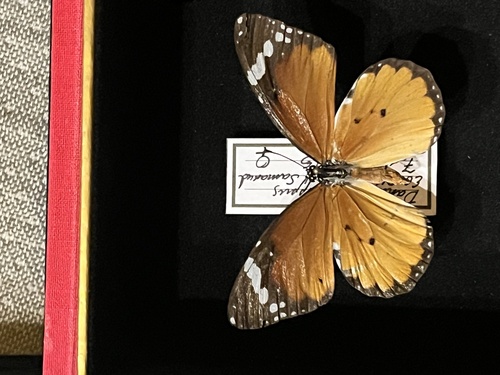 Plain Tiger Butterfly