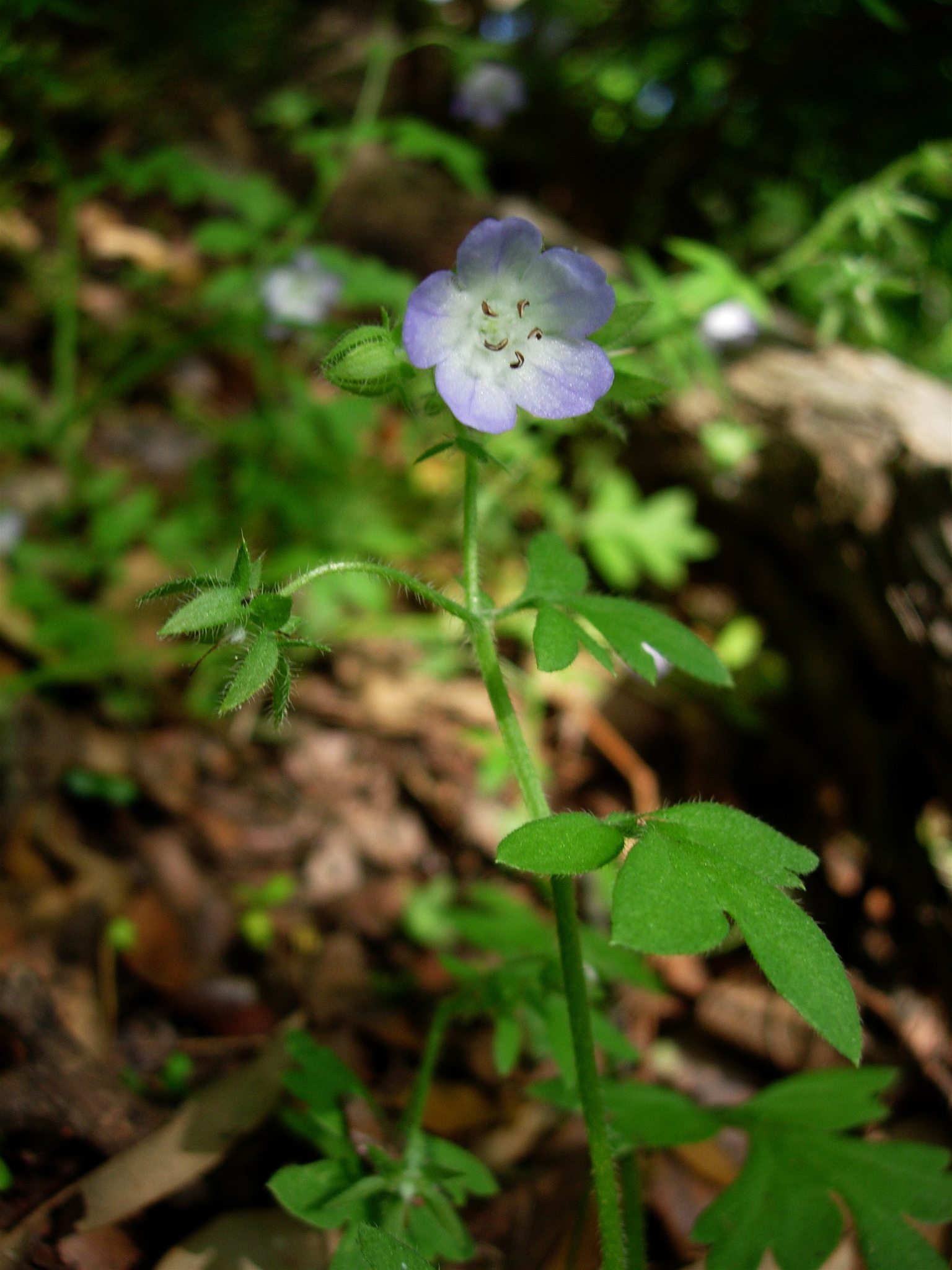 Nemophila phacelioides (Texas baby blue eyes)